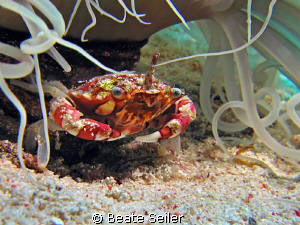 Porcelan crab , taken at wakatobi with Canon S70 and UCL165 by Beate Seiler 
